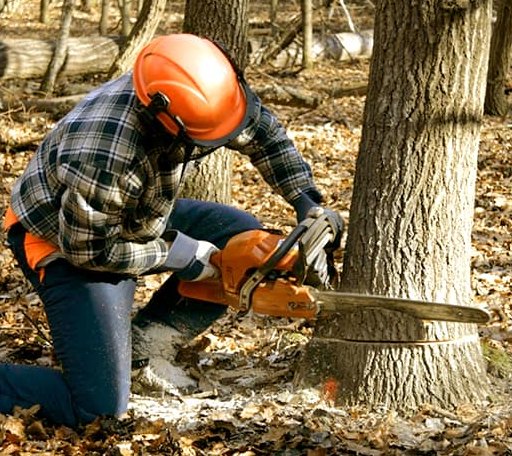 Tree Removal in Millfield, OH